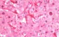 CTH Antibody (clone 2D6)